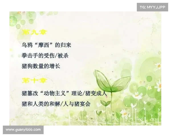 拳击比赛赛制详解与节目内容分析全方位剖析比赛规则与观赏体验